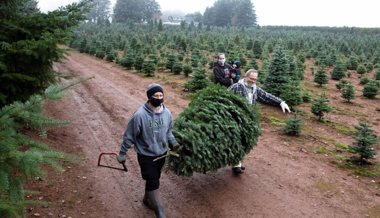 Christmas tree sales tell a holly, funny economic story

