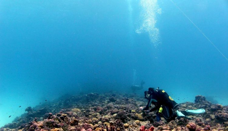 Coral recovery during a prolonged heat wave offers new hope

