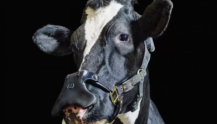British company develops climate protection masks for cows - watts with them?

