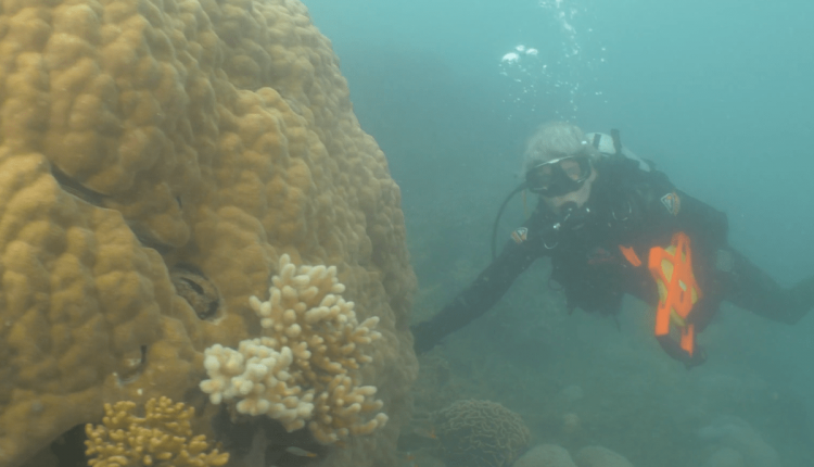 Measuring old corals and coral reefs (part 2) - watts with it?

