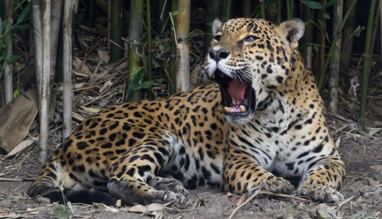 Climate resource conflict derived from a jaguar killing an ocelot - with that?

