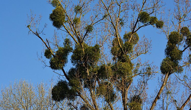 "Mankind seems like mistletoe on the planet ... suffocating the host" - Watts Up With That?

