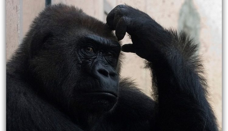 I try to remember gorilla