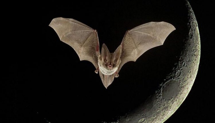 Climate change may have fueled the emergence of SARS-CoV-2 - Watts Up With That?

