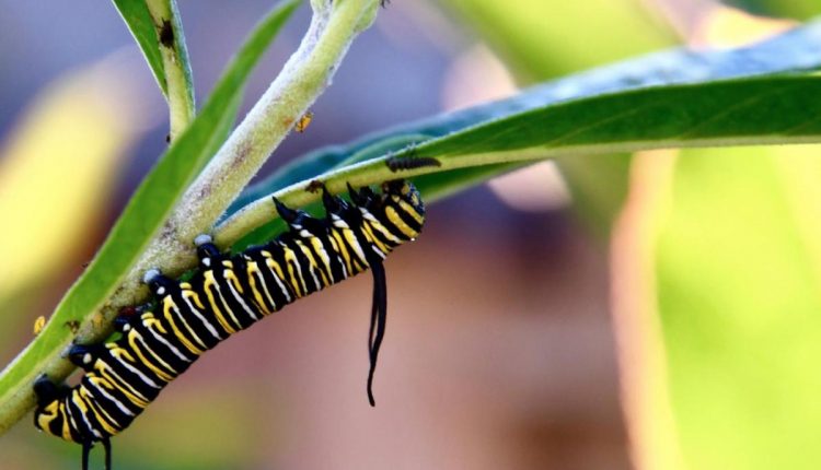 Tropical Species Move North in Warm Winter USA - Watts Up With That?

