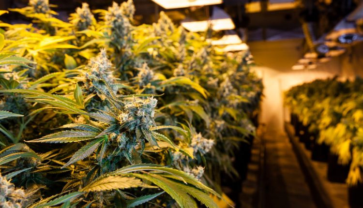 The insatiable demand for cannabis has created a huge carbon footprint - Watts Up With That?

