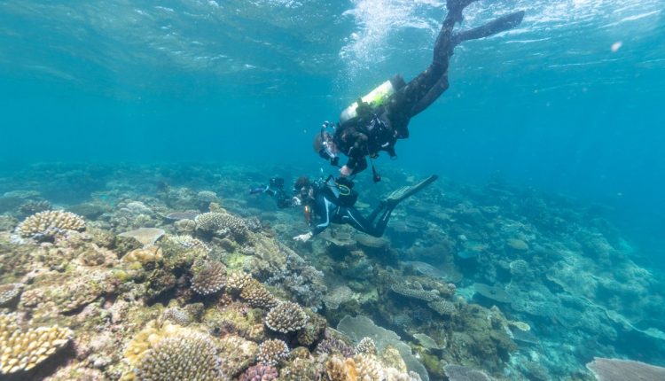   Who ate the green platter?  - Watts up with that?

