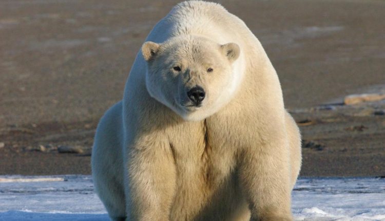 Choose Verifiable Facts Over Emotional Narratives To Protect Polar Bears - Watts Up With That?

