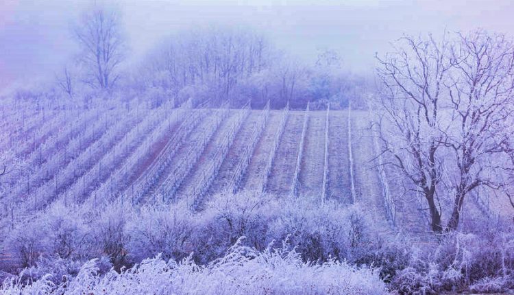 France declares "Calamité Agricole" after record cold - Watts Up With That?

