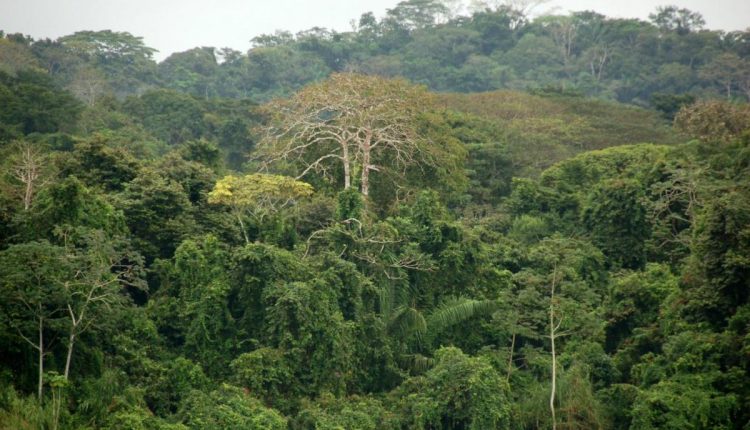 Thick-leaved tropical plants can thrive as CO2 rises, which could be good for the climate - Watts Up With That?

