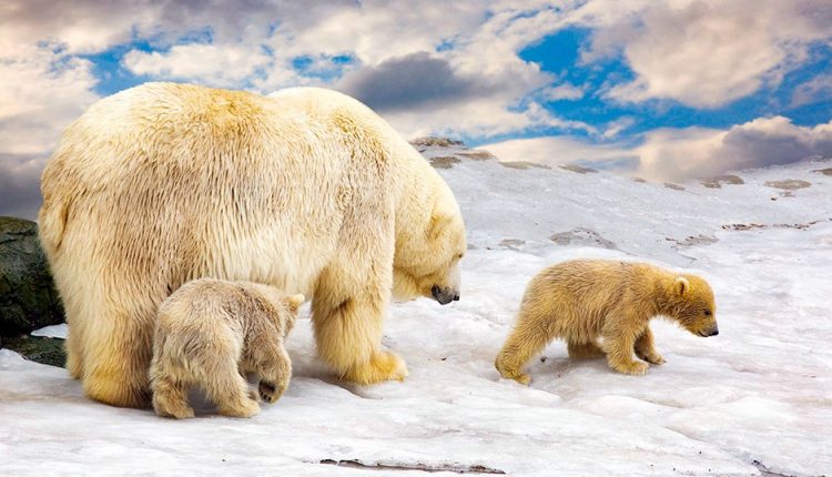 Less than usual ice conditions off Labrador have resulted in very few polar bear sightings - Watts Up With That?

