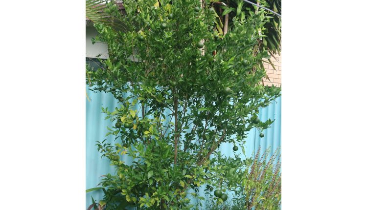 Global warming reducing agricultural productivity - watts with that?

