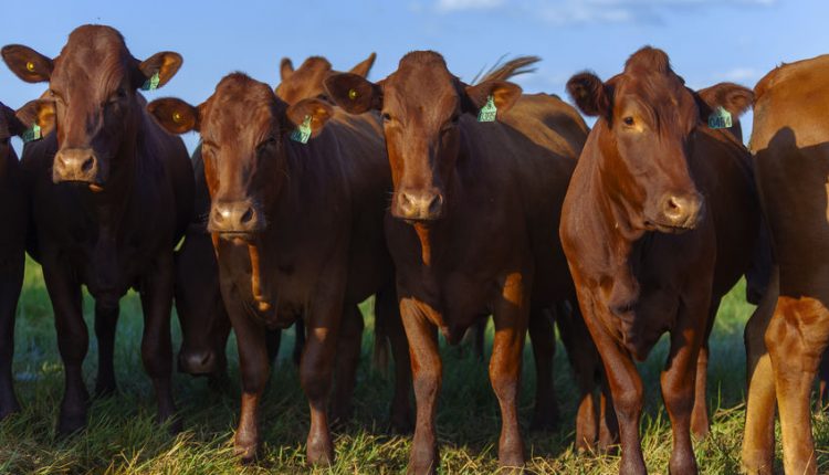   Clues to COVID Herd Immunity, Why COVID is Increasing in WA and OR, and why it may be decreasing here soon.  - Watts up with that?

