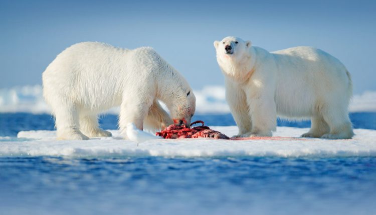   How are polar bears doing 15 years after the IUCN declared them "Critically Endangered"?  - Watts up with that?


