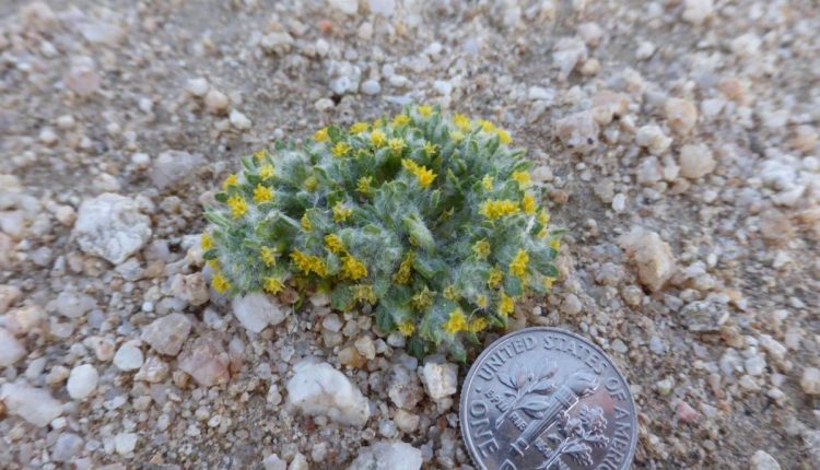   Super bloom or super bust for desert species?  - Watts up with that?

