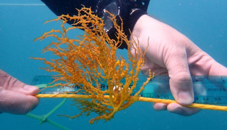 First Test of Tropical Algae Farming for Biofuel Production Begins in Puerto Rico - Watts Up With That?

