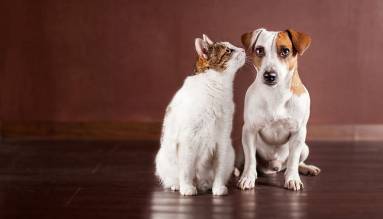 Climate Alarmists Could "Cancel" Your Pets - Watts Up With That?

