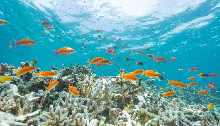 Bleaching protects corals - but only up to 2 ° C of global warming - watts with it?

