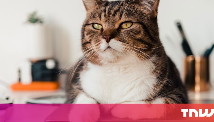 Silent cessation comforts - cessation liberates

