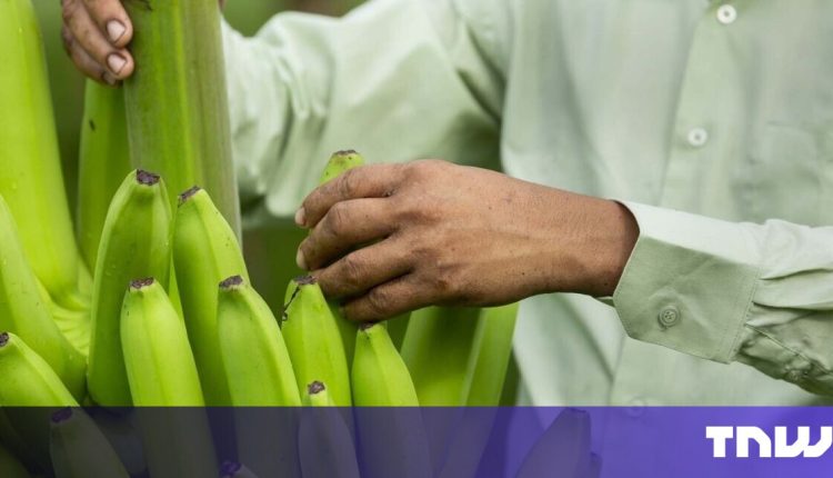 Gene editing brings non-browning bananas to market


