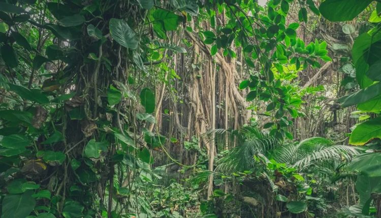 “Widespread increase” in plant transpiration due to rising CO2 concentrations – What’s going on?

