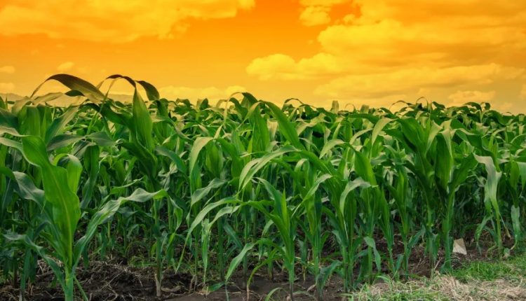 That's right, our world is made of data, climate change is increasing crop yields, fears of future declines are unfounded - do you agree?

