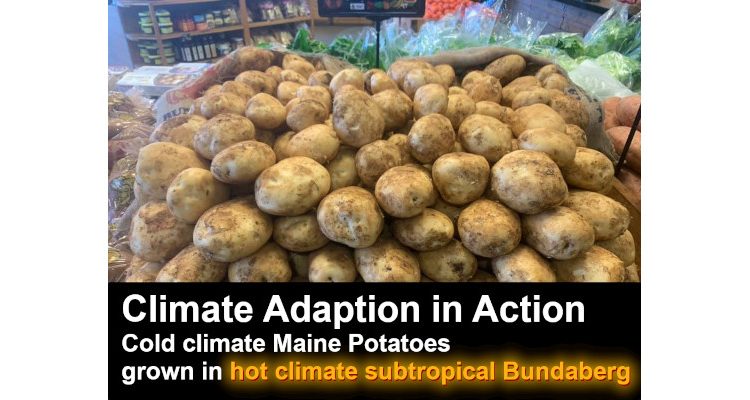 Are genetically modified high-yield potatoes now “resistant to climate change”? – Are you finished with that?

