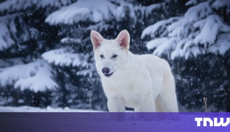 Return of the bad wolf? More like a colossal case of conservation washing

