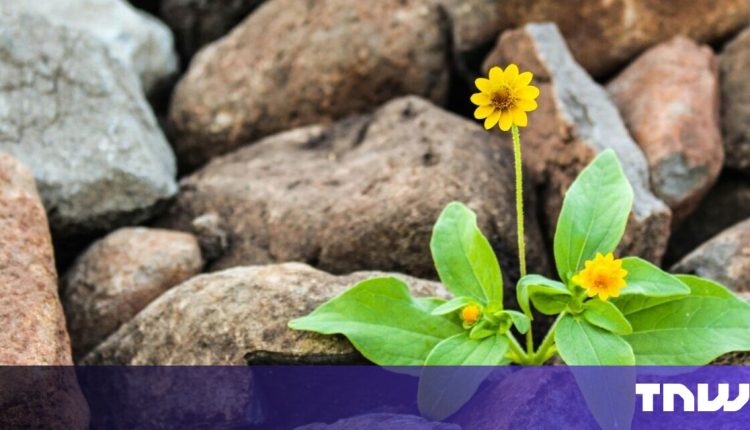 Why resilience is the most underestimated metric in the start of the start