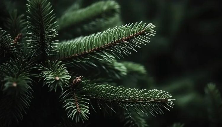 The Christmas present that climate grinners can't stand - are you happy with it?

